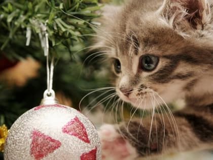 Снегопады и метели накроют Татарстан в последний день года