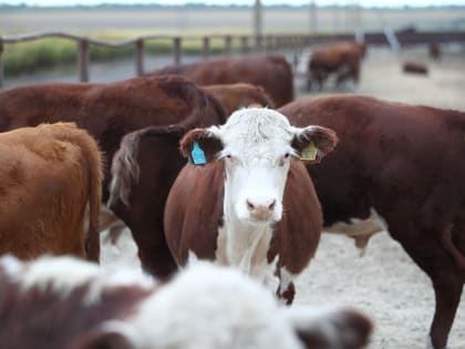 Бруцеллез. Завоз сельскохозяйственных животных без ветеринарных сопроводительных документов запрещен