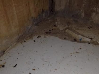 Жительница Чистополя пожаловалась на мышей в квартирах