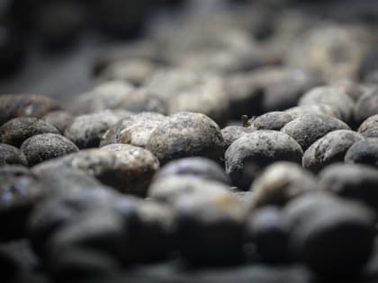 В минсельхозе РТ предупредили о возможности потери части урожая из-за низких температур