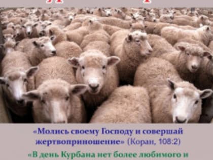 Овцы и Бараны на Курбан-Байрам