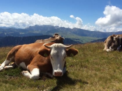 В Татарстане построят молочную ферму на 3,4 тысячи голов