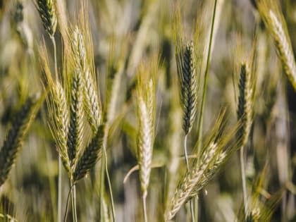 В МИД РФ заявили, что западные санкции до сих пор мешают экспорту российской сельхозпродукции