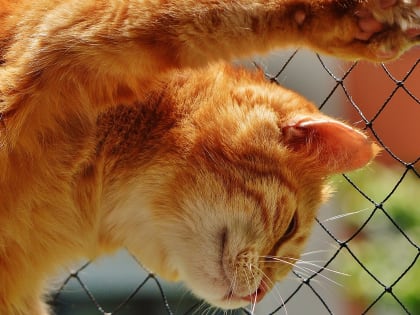 От драки до мифической распродажи: чем жил Татарстан