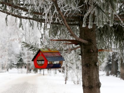 На акции помощи птицам казанцев научат делать кормушки