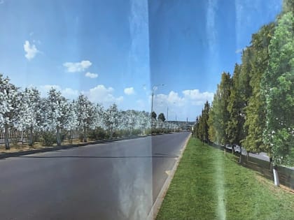 В Челнах высадят яблоневую аллею на новой дороге