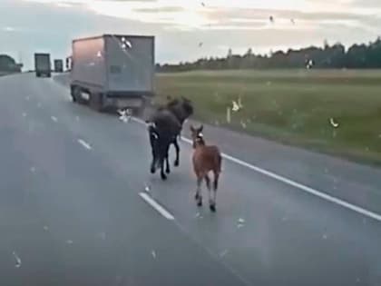 Падение пьяного наездника с лошади попало на видео в Татарстане