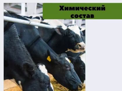 Каков химический состав кормов?