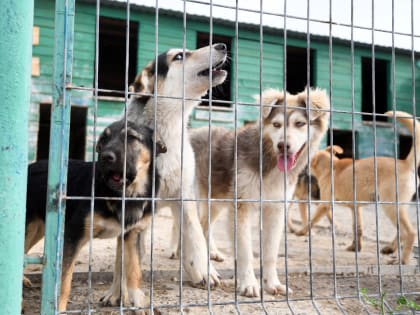 На лекции в резиденции «Штаб» расскажут о принципах зооволонтерства