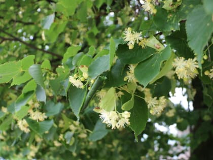 Бренд «Татарский мед» может быть запатентован в будущем году