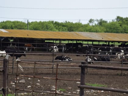 В хозяйствах Нурлатского района продолжается зимовка скота