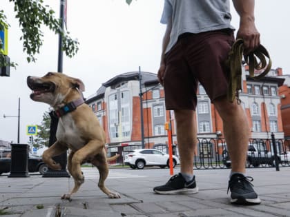 Татарстанца приговорили к 15 годам колонии за беспричинное убийство мужчины, выгуливавшего собаку