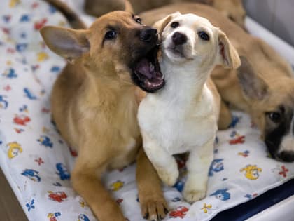 С начала года казанцы забрали из приюта «Зооцентр» 233 собаки