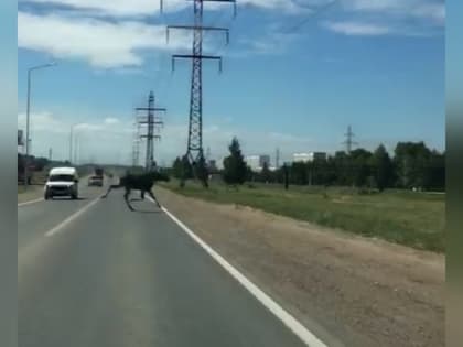 В Татарстане участились случаи наезда на диких животных