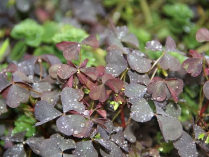 Народные приметы на 3 июня 2022 года: что нельзя делать в этот день