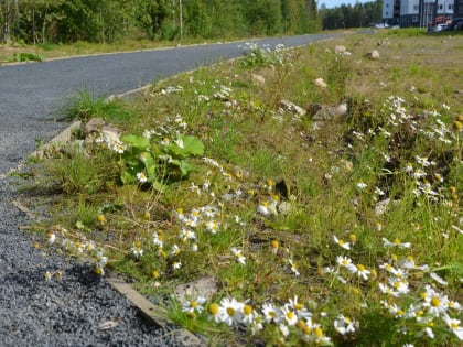 У казанского ЖК «Палитра» загорелась трава