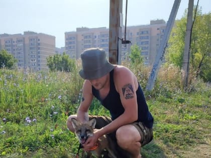 Житель Набережных Челнов завел дома лису