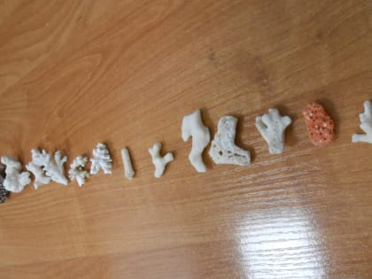 Жительница Татарстана привезла из Дубая «кораллы», защищаемые конвенцией СИТЕС