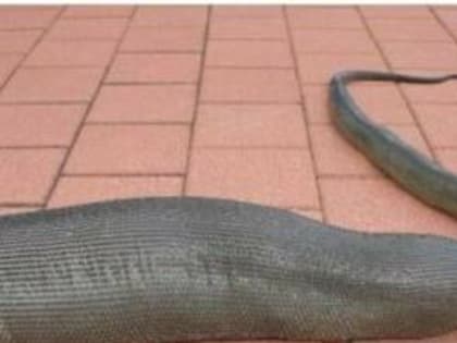 Пропавшую женщину нашли в желудке семиметрового питона