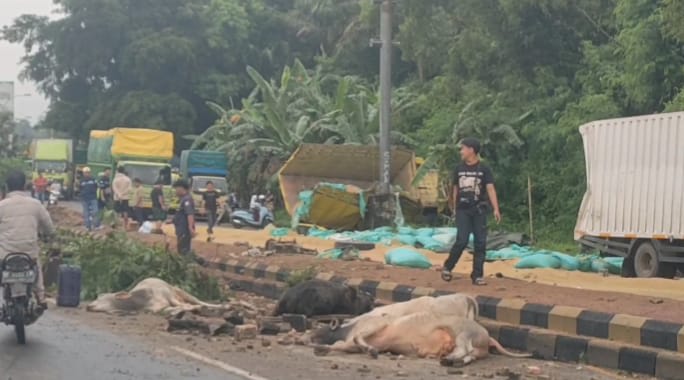 Los Rem Mobil Truk Muatan Sapi dan Truk Muatan Gabah Adu Banteng di Bakauheni.
