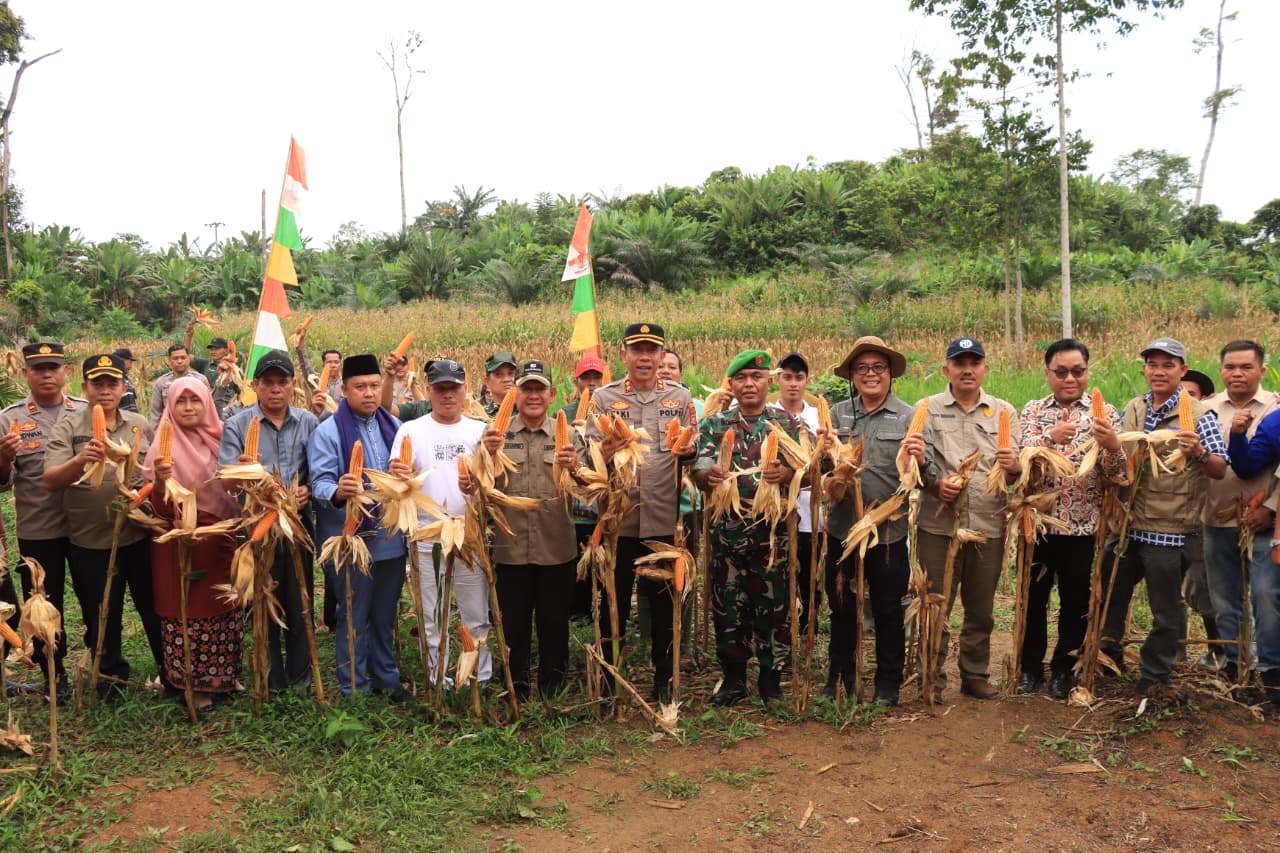 Panen Raya Jagung Kuartal I 2026 Digelar di Merangin, Kapolres Dorong Ketahanan Pangan Berkelanjutan