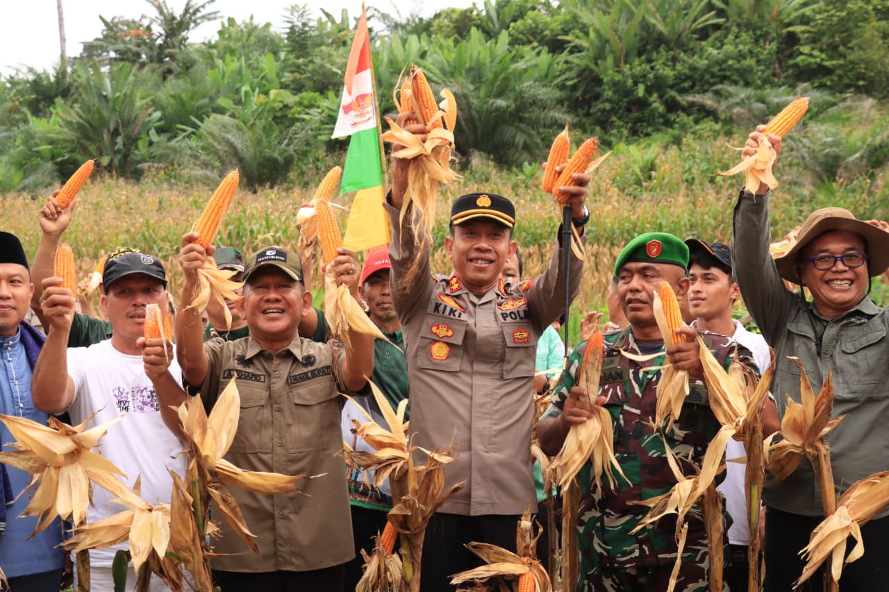 Bulog Siap Beli Rp 6.400, /kg Wabup A. Khafidh dan Kapolres Panen Jagung di Rantau Alai