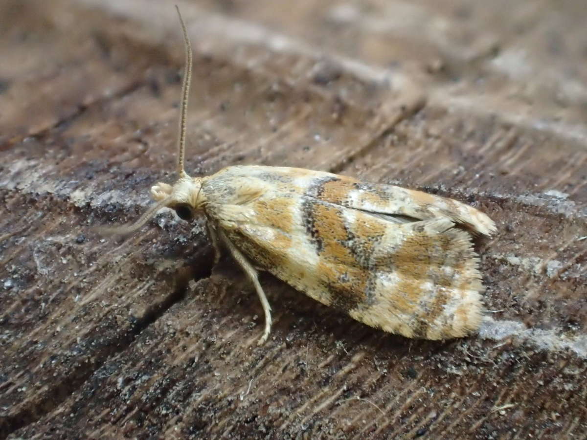 Cochylidia rupicola