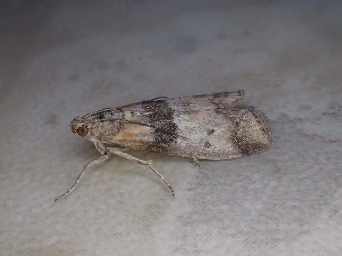 Sciota rhenella | Kent Moths