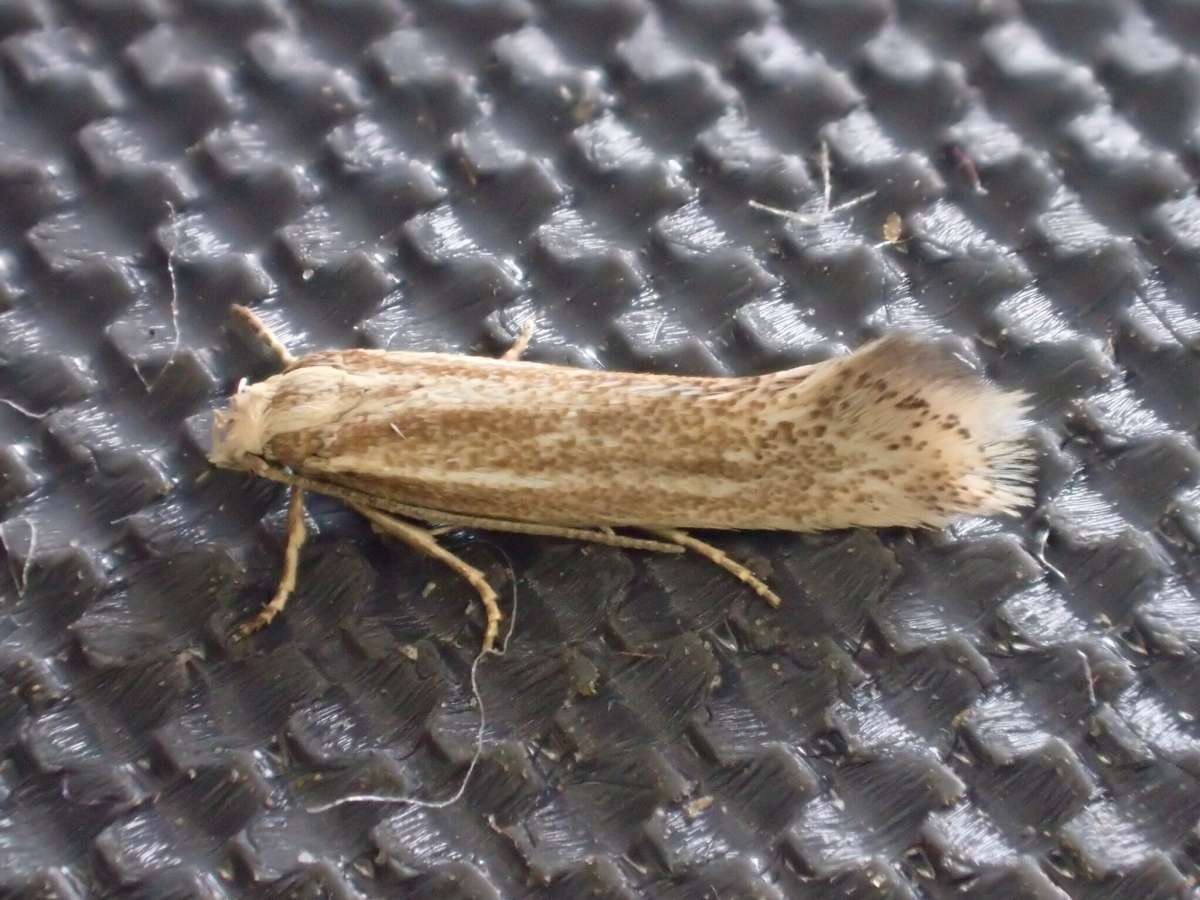 Elachista rufocinerea | Kent Moths