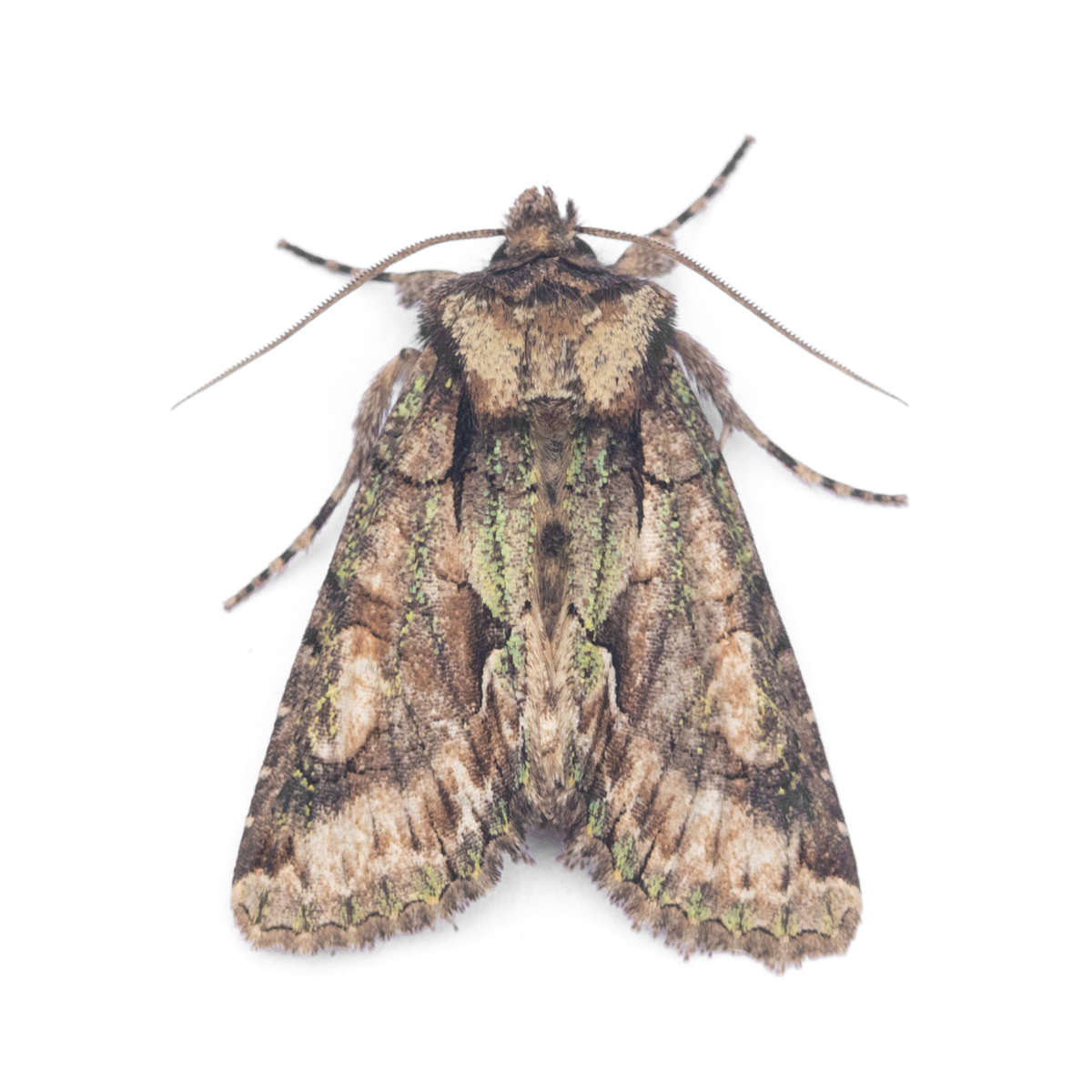 Green-brindled Crescent (Allophyes oxyacanthae) on a white background