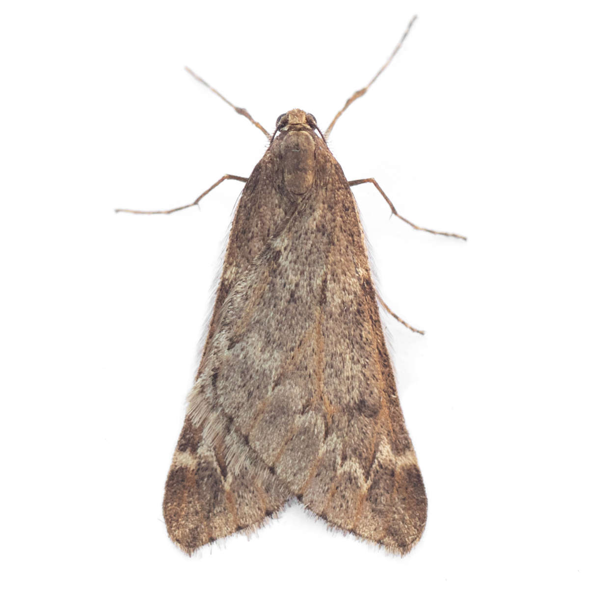 March Moth (Alsophila aescularia) on a white background