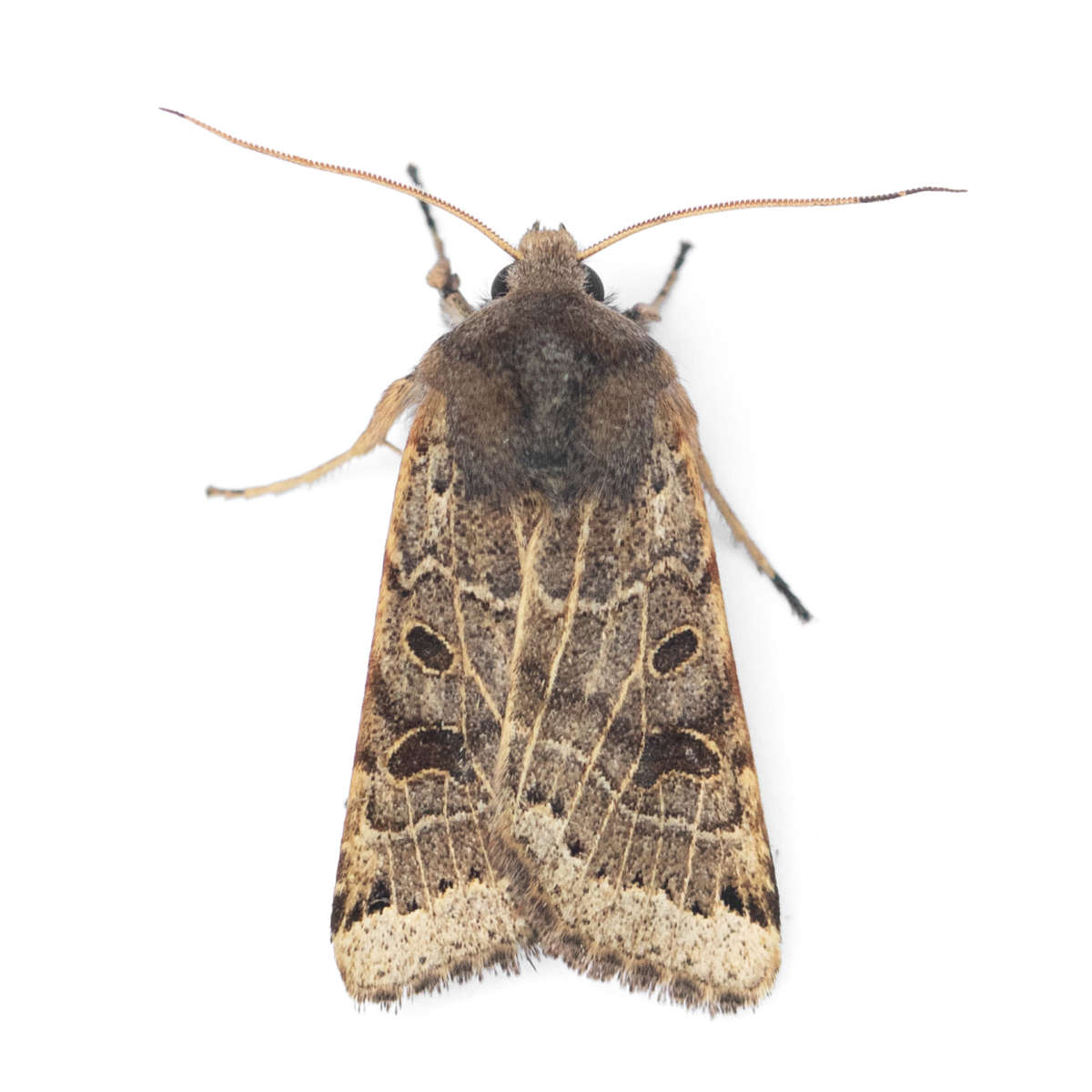 Lunar Underwing (Omphaloscelis lunosa) on a white background