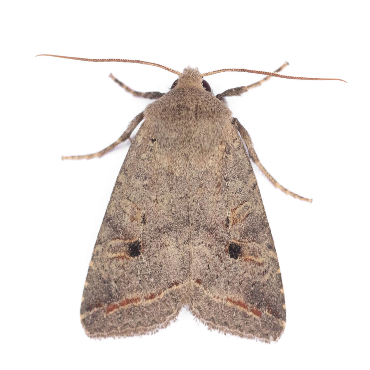 Red-line Quaker (Agrochola lota) on a white background