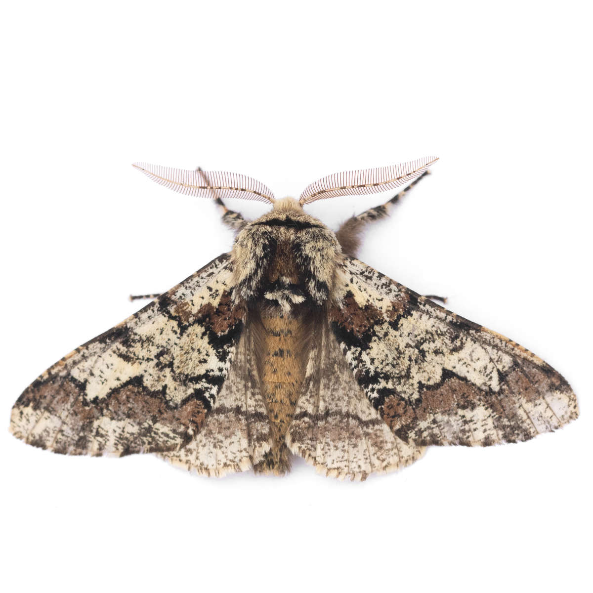 Oak Beauty (Biston strataria) on a white background