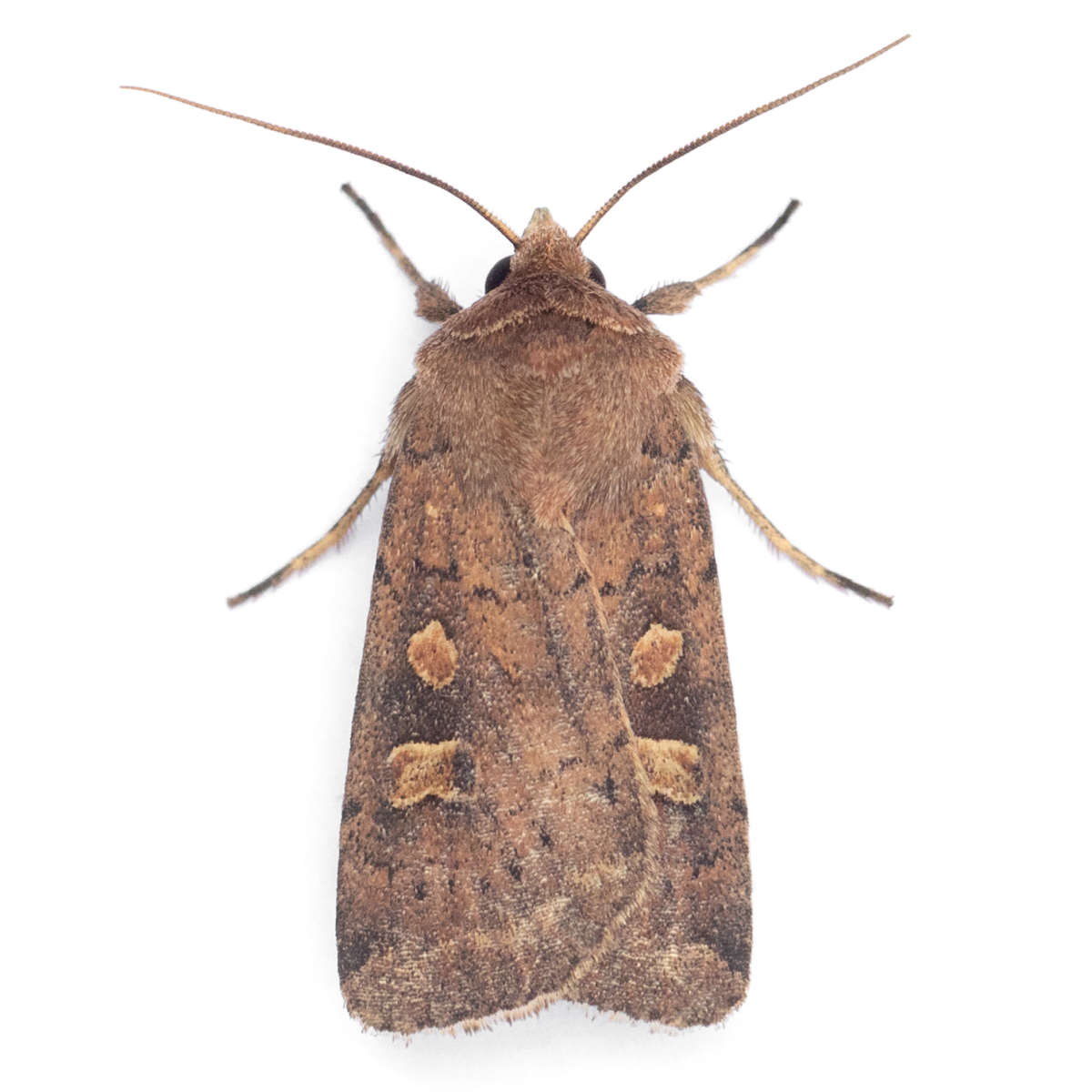 Square-spot Rustic (Xestia xanthographa) on a white background