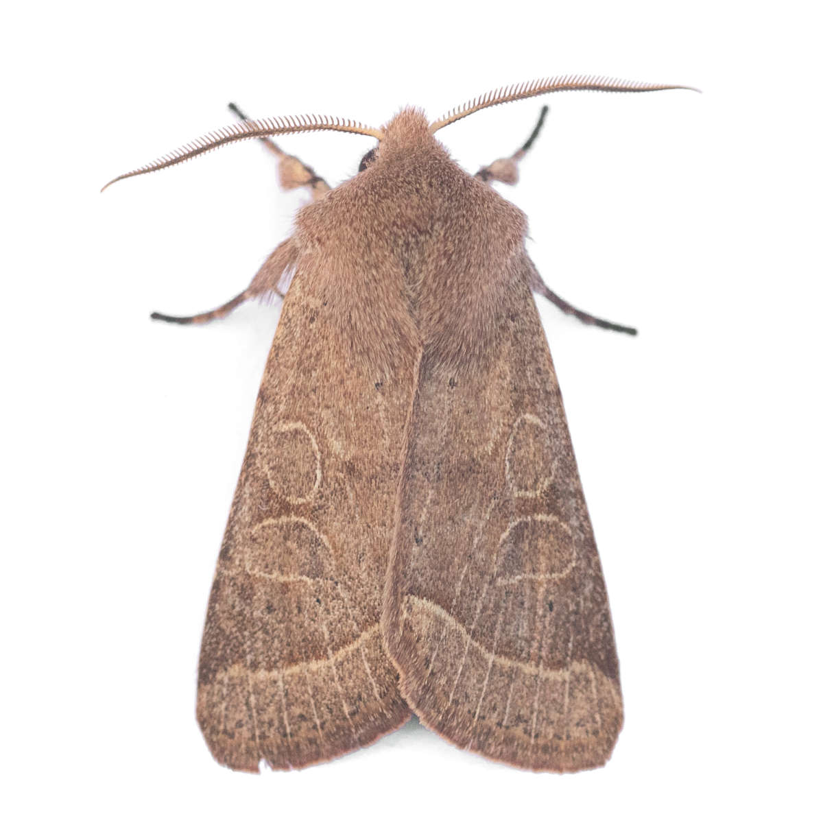 Common Quaker (Orthosia cerasi) on a white background