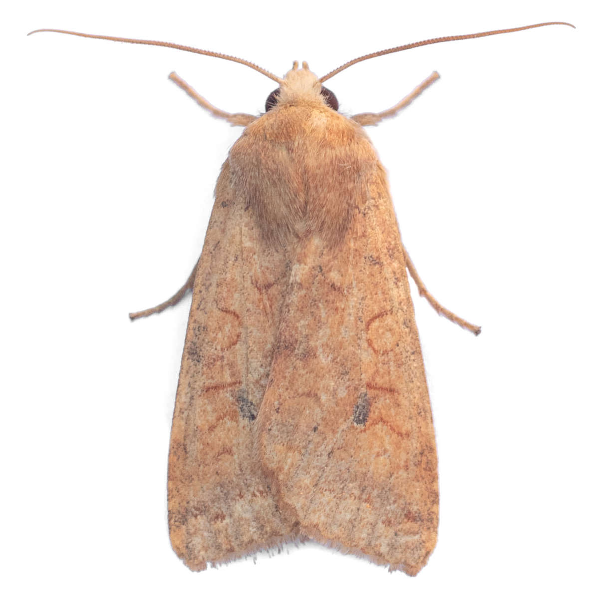 The Brick (Agrochola circellaris) on a white background