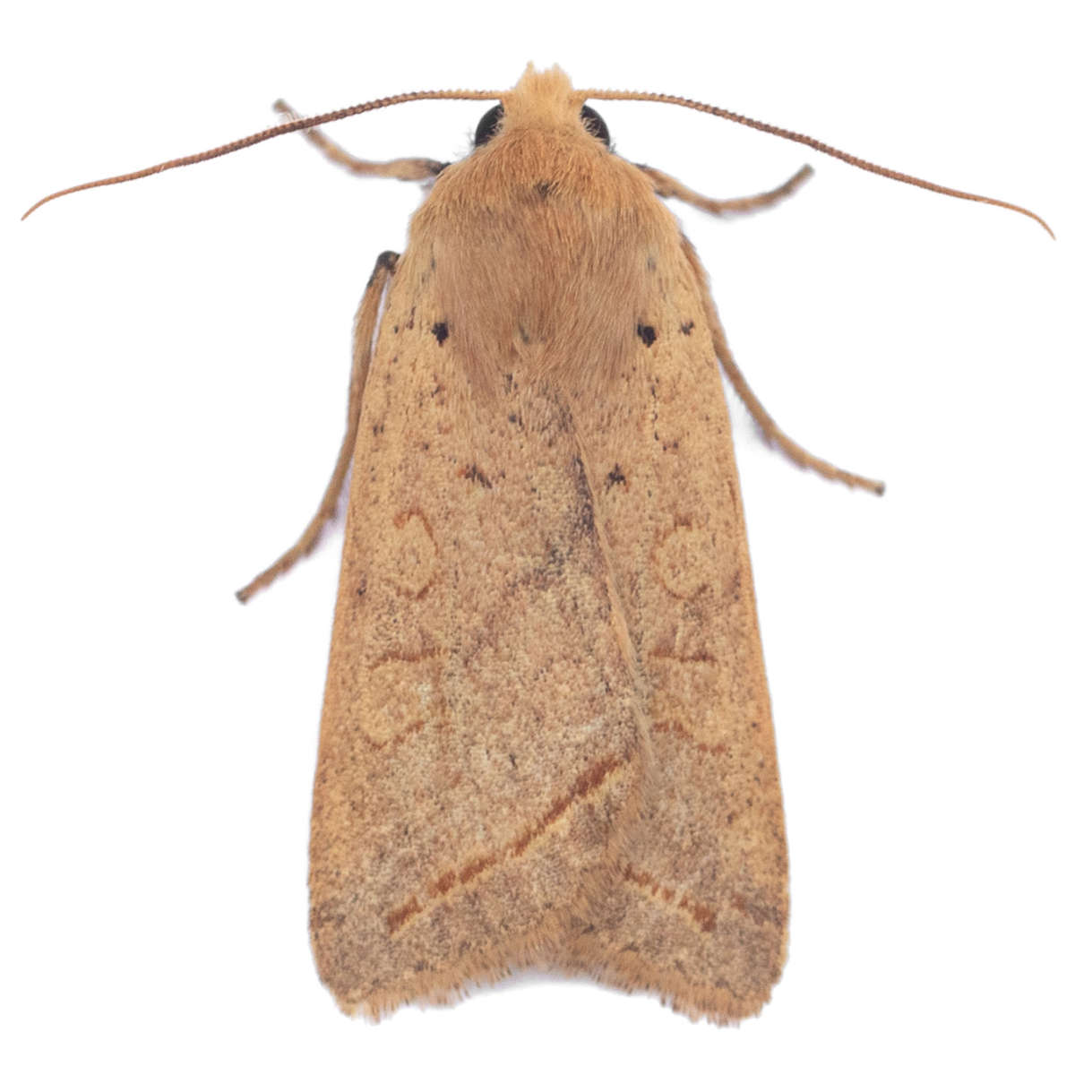 Yellow-line Quaker (Agrochola macilenta) on a white background