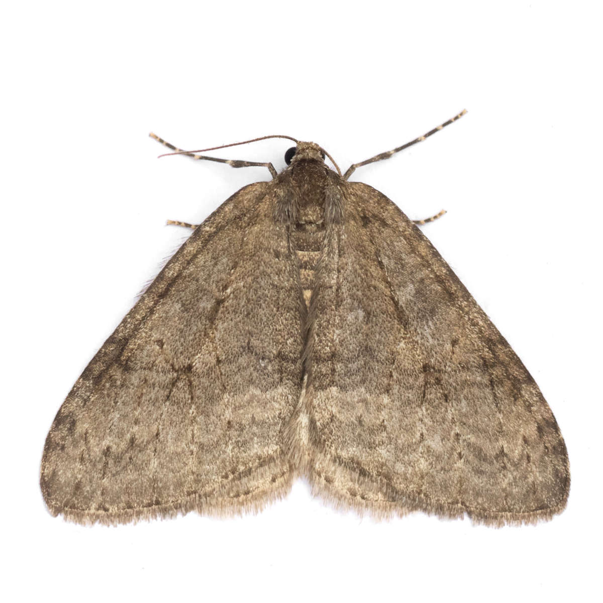 November Moth (Epirrita dilutata) on a white background
