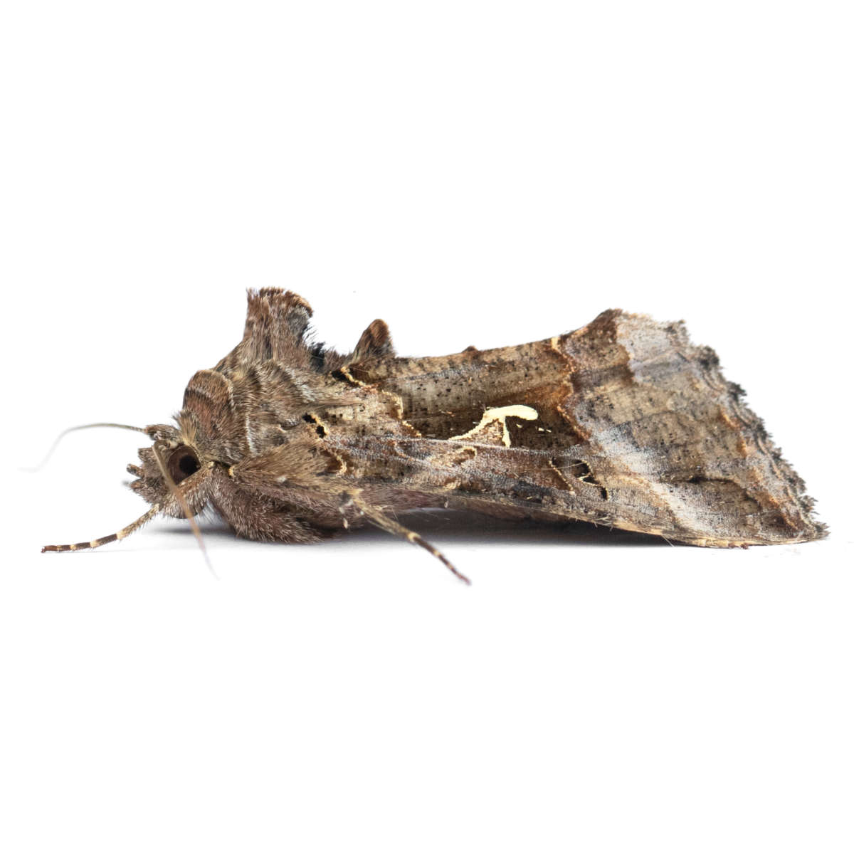 Silver Y (Autographa gamma) on a white background