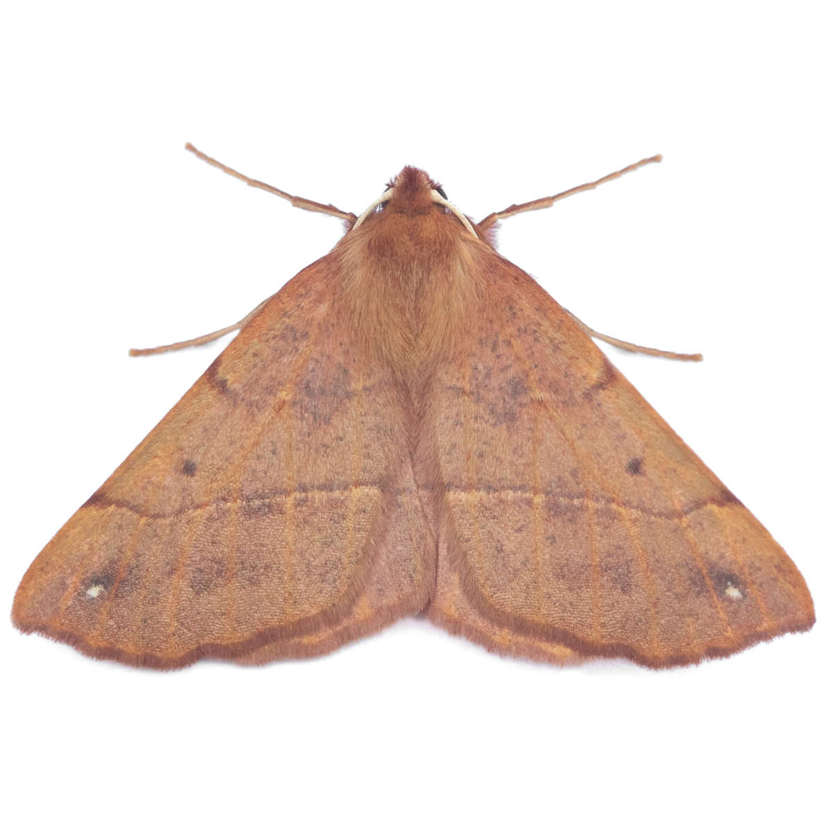 Feathered Thorn (Colotois pennaria) on a white background