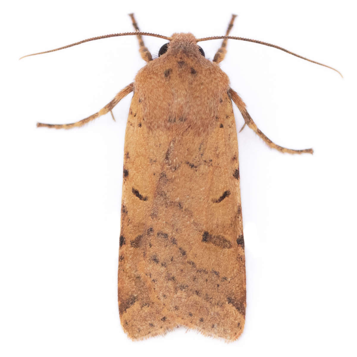 Beaded Chestnut (Agrochola lychnidis) on a white background