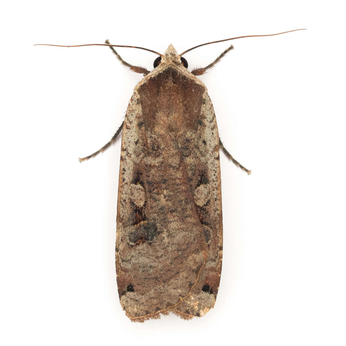 Large Yellow Underwing (Noctua pronuba) on a white background