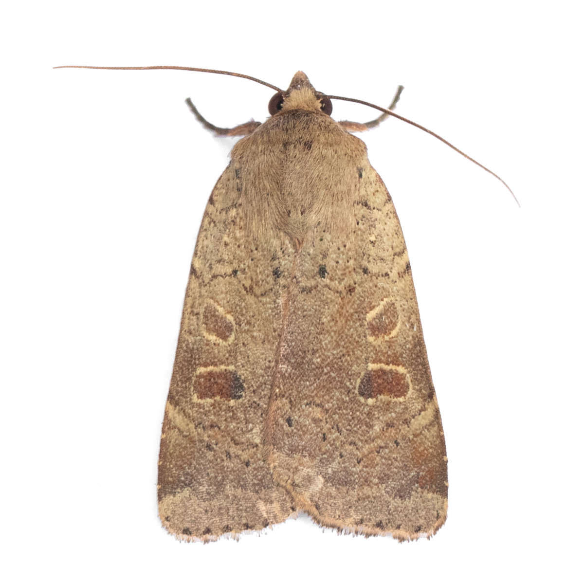 Lesser Yellow Underwing (Noctua comes) on a white background