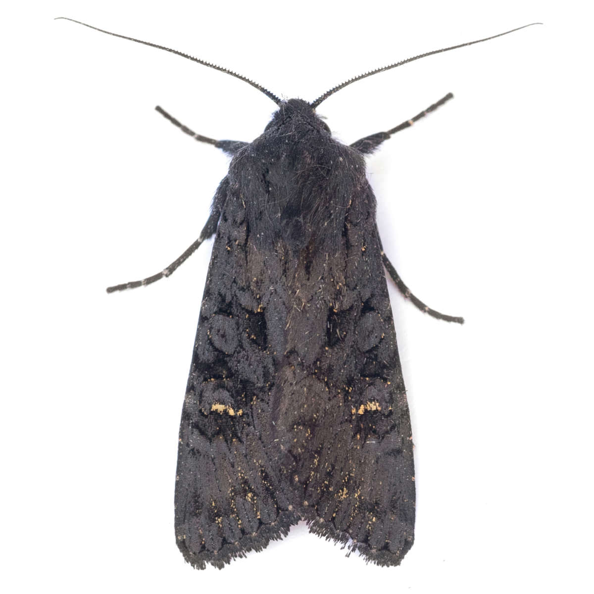 Black Rustic (Aporophyla nigra) on a white background