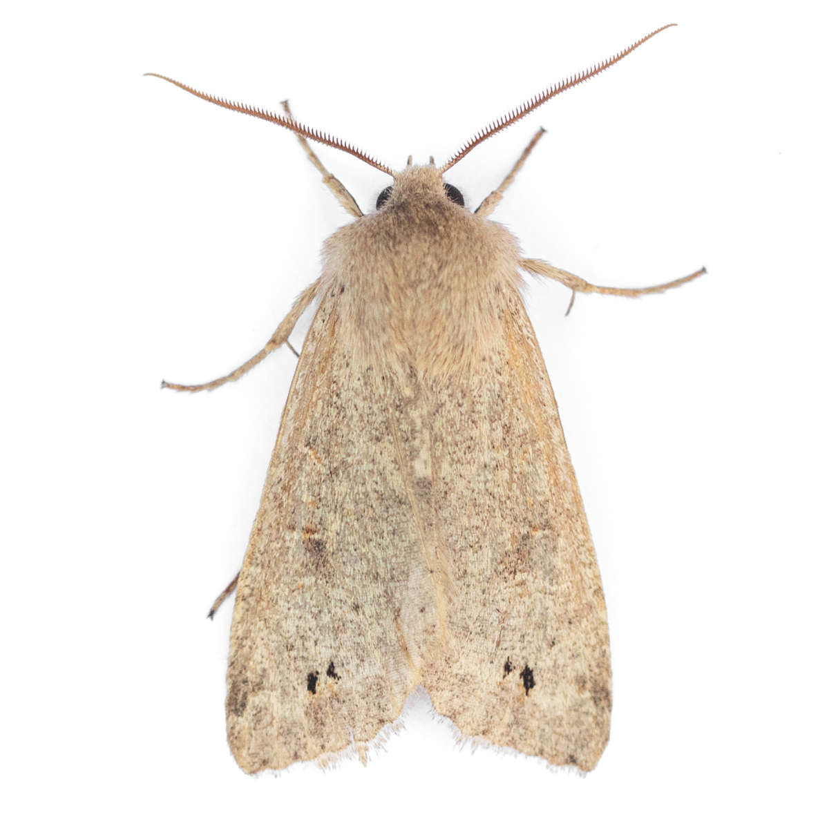 Twin-spotted Quaker (Anorthoa munda) on a white background