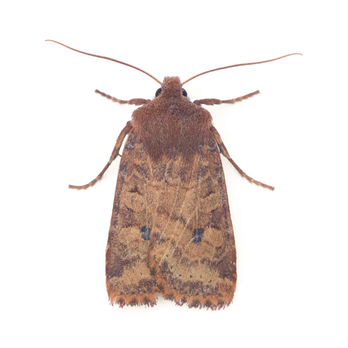 The Chestnut (Conistra vaccinii) on a white background