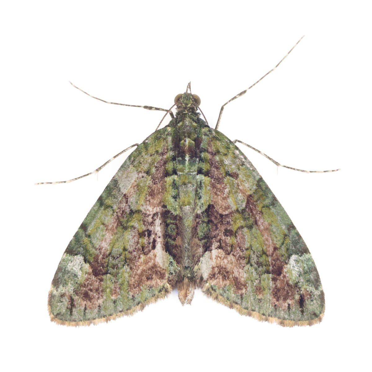 Red-green Carpet (Chloroclysta siterata) on a white background