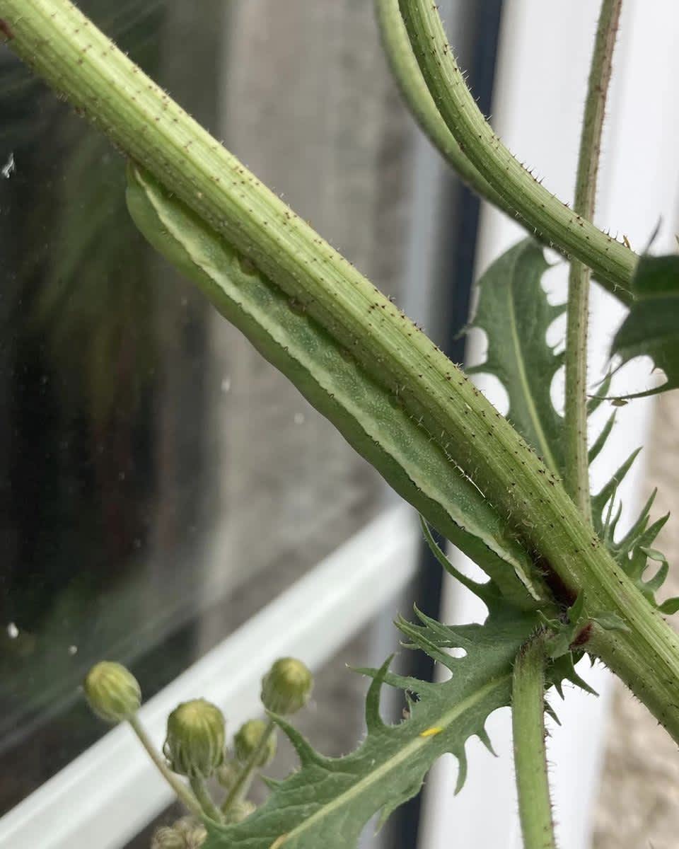 Large Ranunculus | Kent Moths