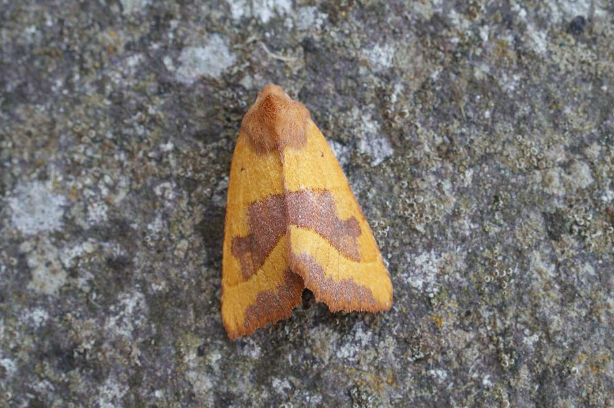 Centre-barred Sallow (Atethmia centrago) photographed at Aylesham  by Dave Shenton 